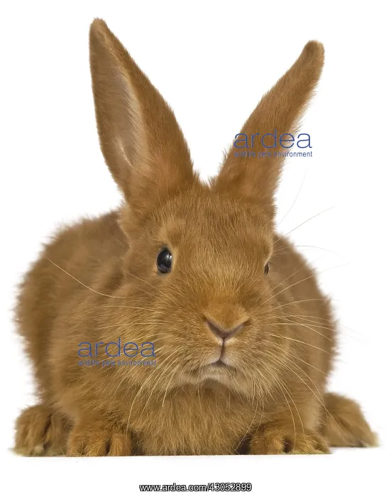 : Portrait of a rabbit Fauve de Bourgogne : Portrait of a rabbit Fauve de Bourgogne