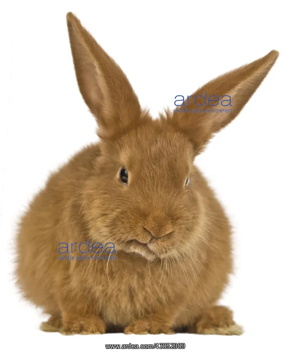 : Portrait of a rabbit Fauve de Bourgogne : Portrait of a rabbit Fauve de Bourgogne