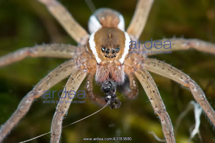 : Portrait of a Raft spider (Dolomedes fimbriatus) : Portrait of a Raft spider (Dolomedes fimbriatus)