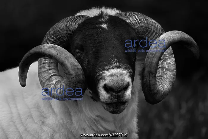 : Portrait of a ram in Ireland : Portrait of a ram in Ireland