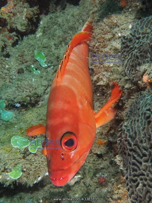 : Portrait of red blacktip grouper (Epinephelus fasciatus) : Portrait of red blacktip grouper (Epinephelus fasciatus)