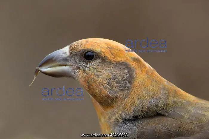 : Portrait of Red Crossbill (Loxia curvirostra) : Portrait of Red Crossbill (Loxia curvirostra)