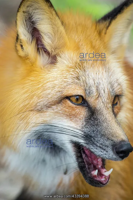 : A portrait of a red fox shows off his three primary : A portrait of a red fox shows off his three primary