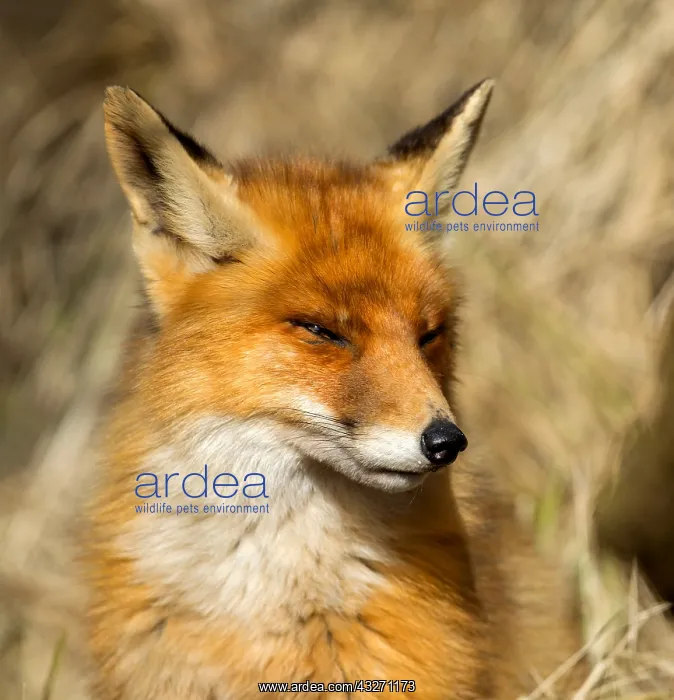 : Portrait of a Red fox (Vulpes vulpes) looking t : Portrait of a Red fox (Vulpes vulpes) looking t