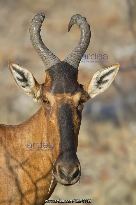 : Portrait of a Red Hartebeest (Alcephalus busela : Portrait of a Red Hartebeest (Alcephalus busela