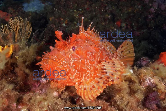 : Portrait of red scorpionfish (Scorpaena scrofa) : Portrait of red scorpionfish (Scorpaena scrofa)