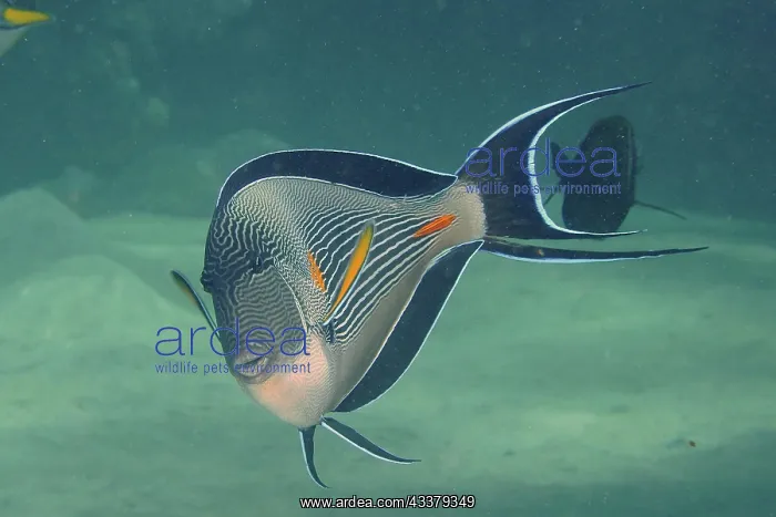 : Portrait of red sea clown surgeon (Acanthurus sohal) : Portrait of red sea clown surgeon (Acanthurus sohal)