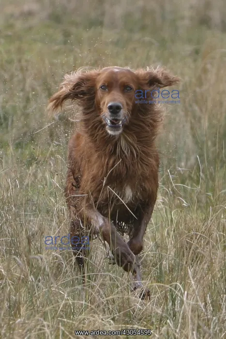 : Portrait of a Red Setter galloping in a swamp France : Portrait of a Red Setter galloping in a swamp France