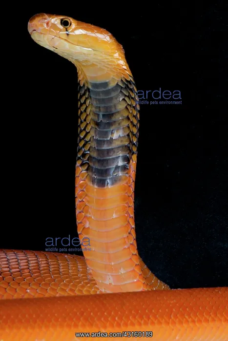 : Portrait of Red spitting cobra (Naja pallida) on : Portrait of Red spitting cobra (Naja pallida) on