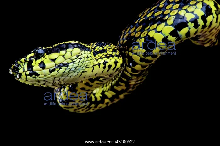 : Portrait of Red Spotted viper (Trimeresurus jerdonii : Portrait of Red Spotted viper (Trimeresurus jerdonii