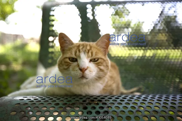  : Portrait of red and white SPCA cat in Provence France