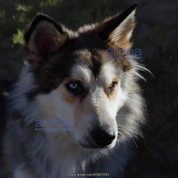 : Portrait of rescue dog : Portrait of rescue dog