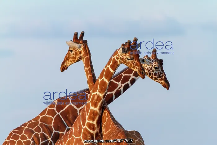 : Portrait of Reticulated Giraffe males - Masai Mara : Portrait of Reticulated Giraffe males - Masai Mara