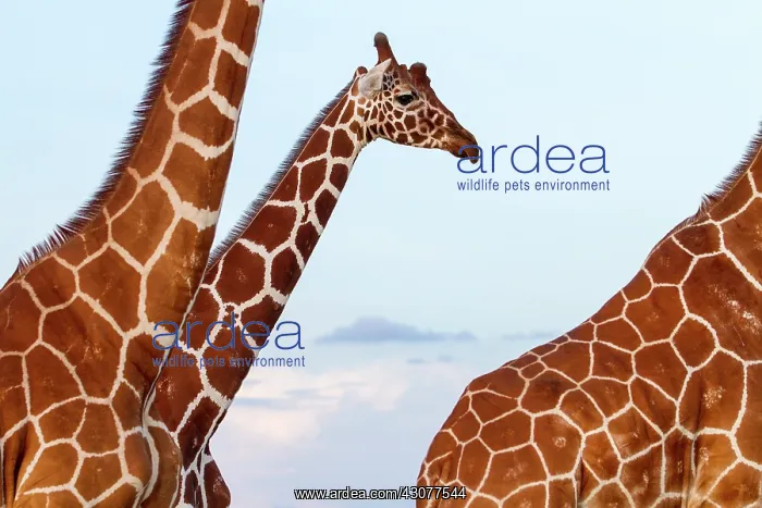 : Portrait of Reticulated giraffe males - Masai Mara : Portrait of Reticulated giraffe males - Masai Mara