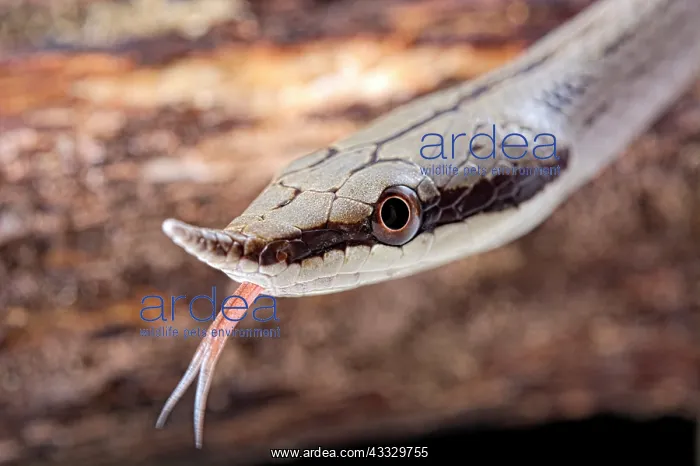 : Portrait of Rhinoceros ratsnake (Gonyosoma boulengeri : Portrait of Rhinoceros ratsnake (Gonyosoma boulengeri