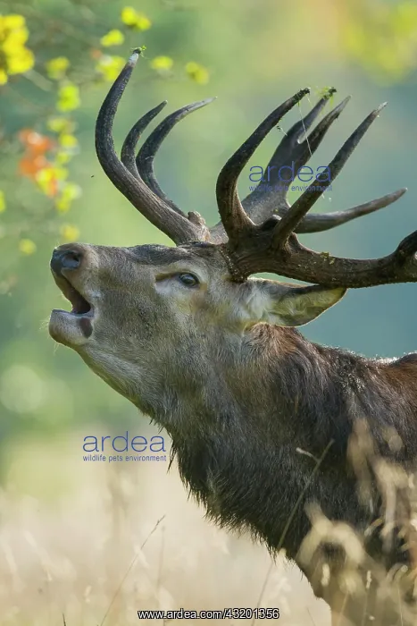 : Portrait of a roaring red deer ( Cervus elaphus) : Portrait of a roaring red deer ( Cervus elaphus)