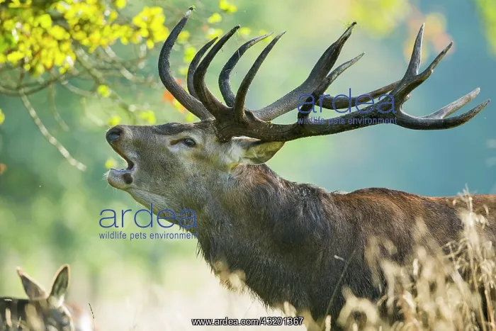 : Portrait of a roaring red deer ( Cervus elaphus) : Portrait of a roaring red deer ( Cervus elaphus)