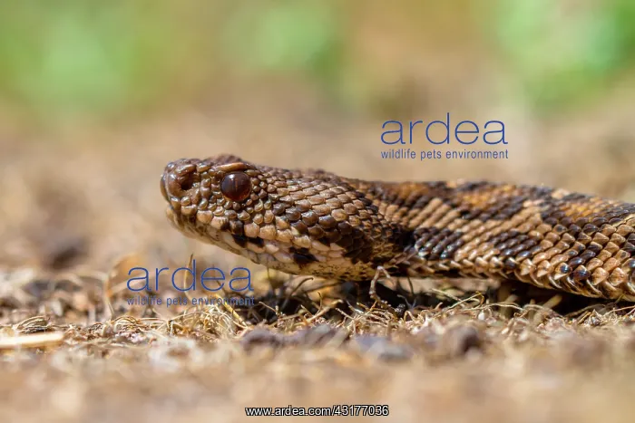 : Portrait of the Rock Viper, Coastal Viper or Ottoman viper (Vipera xanthina) on Lesbos Island : Portrait of the Rock Viper, Coastal Viper or Ottoman viper (Vipera xanthina) on Lesbos Island