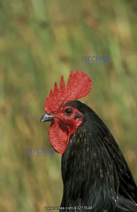 : Portrait of a rooster Noir de Challans breed Vendee : Portrait of a rooster Noir de Challans breed Vendee