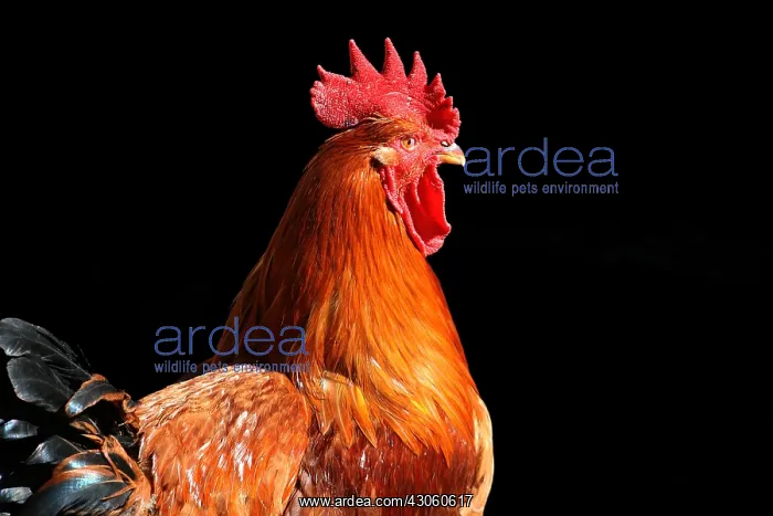: Portrait of a Rooster in yard : Portrait of a Rooster in yard