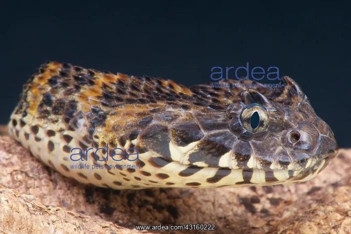 : Portrait of Rough scaled death adder (Acanthophis : Portrait of Rough scaled death adder (Acanthophis