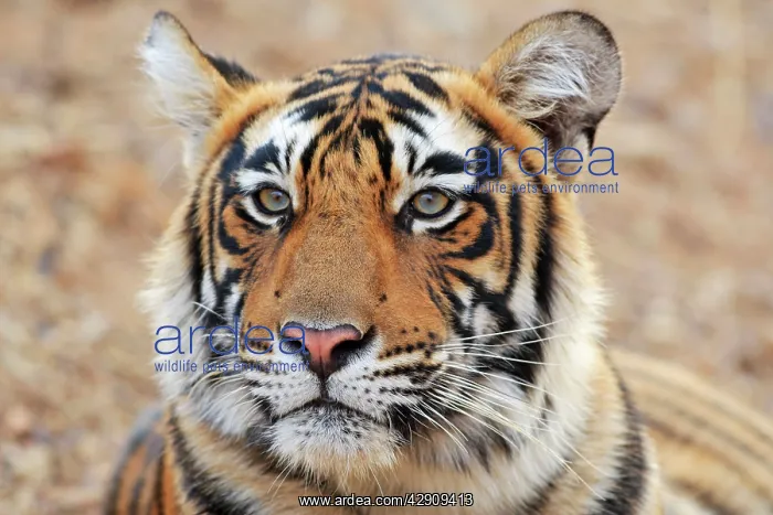 : Portrait of Royal Bengal / Indian Tiger : Portrait of Royal Bengal / Indian Tiger