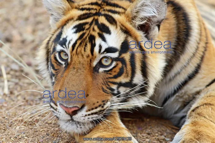 : Portrait of Royal Bengal / Indian Tiger : Portrait of Royal Bengal / Indian Tiger