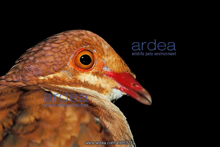 : Portrait of Rudy-Quail Dove French Guiana : Portrait of Rudy-Quail Dove French Guiana
