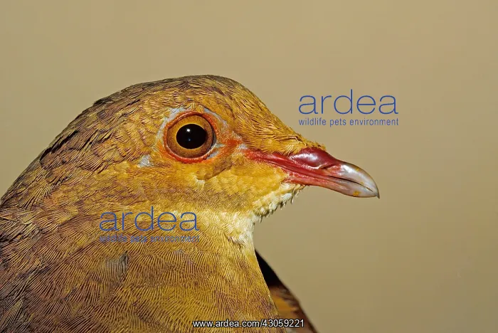 : Portrait of Rudy-Quail Dove French Guiana : Portrait of Rudy-Quail Dove French Guiana
