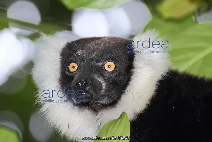  : Portrait of Ruffed lemur (Varecia variegata) adult