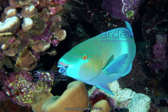 : Portrait of rusty parrotfish (Scarus ferrugineus) : Portrait of rusty parrotfish (Scarus ferrugineus)