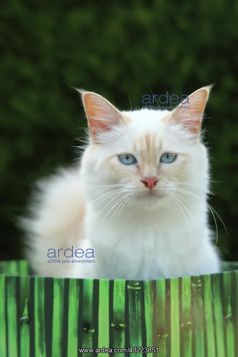 : Portrait of Sacred Cat of Burma - France : Portrait of Sacred Cat of Burma - France