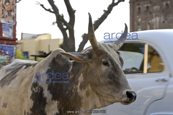  : Portrait of a sacred Cow in the middle of traffic India