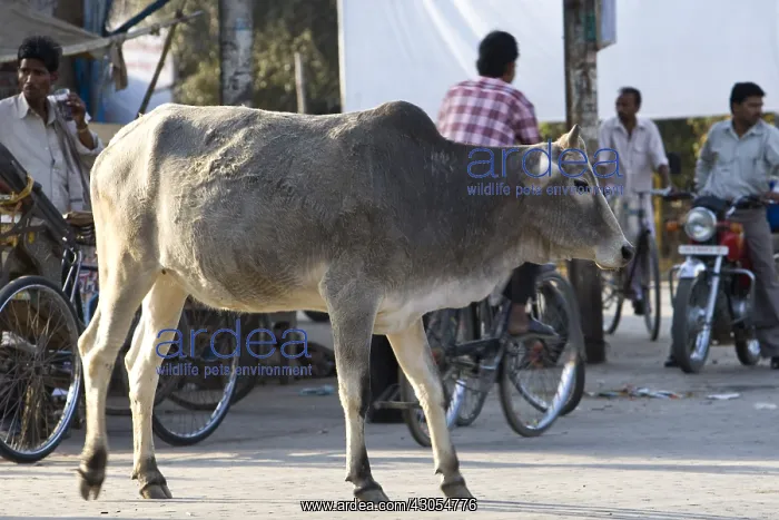 : Portrait of a sacred Cow in the middle of traffic India : Portrait of a sacred Cow in the middle of traffic India