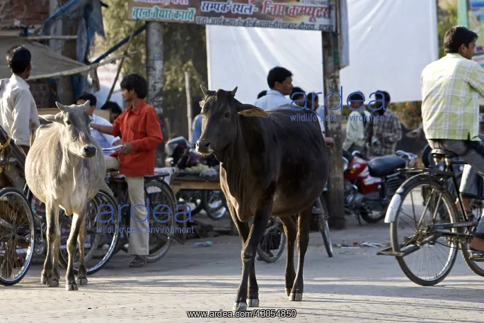 : Portrait of a sacred Cow walking quietly in town : Portrait of a sacred Cow walking quietly in town