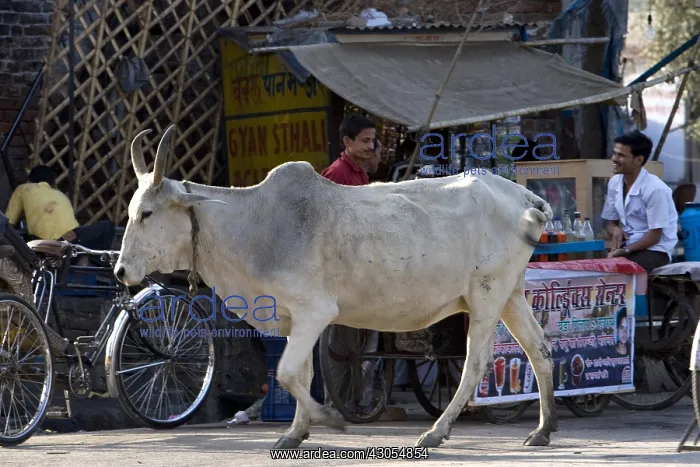 : Portrait of a sacred Cow walking quietly in town : Portrait of a sacred Cow walking quietly in town