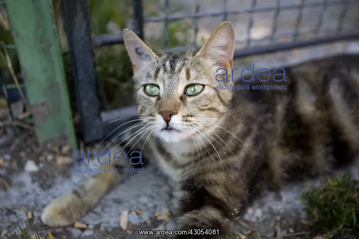 : Portrait of a sad-looking SPCA cat in Provence France : Portrait of a sad-looking SPCA cat in Provence France