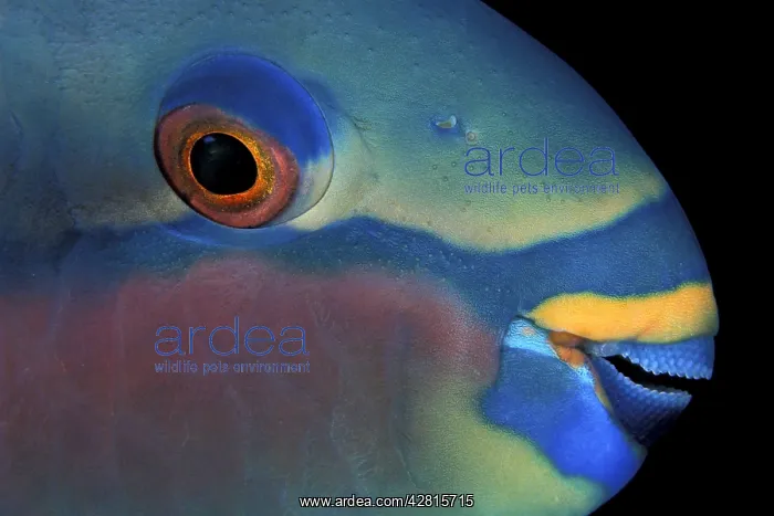 : Portrait of saddled parrotfish, Scarus dimidiatus, Witu isla : Portrait of saddled parrotfish, Scarus dimidiatus, Witu isla