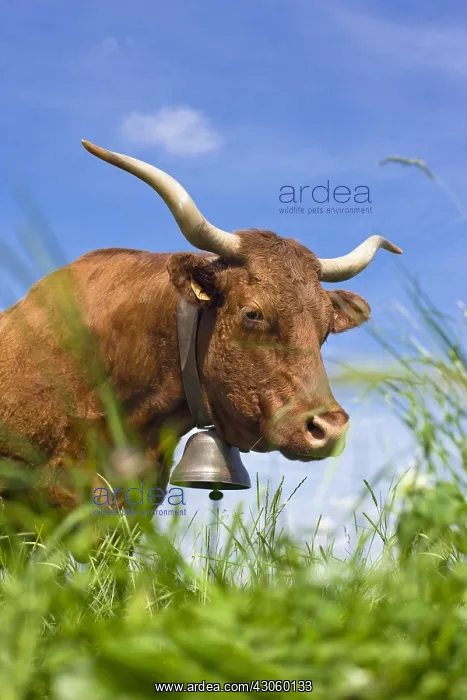 : Portrait of a Salers cow in a meadow Cantal France : Portrait of a Salers cow in a meadow Cantal France