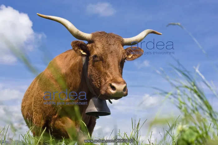 : Portrait of a Salers cow in a meadow Cantal France : Portrait of a Salers cow in a meadow Cantal France