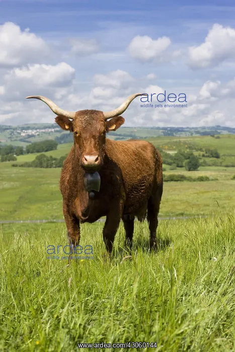 : Portrait of a Salers cow in a meadow Cantal France : Portrait of a Salers cow in a meadow Cantal France