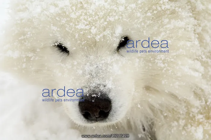 : Portrait of Samoyed under the snow Queyras Alps France : Portrait of Samoyed under the snow Queyras Alps France