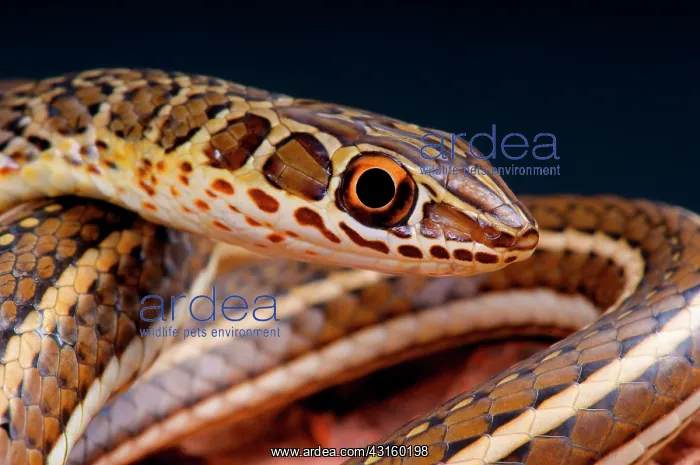 : Portrait of Sand snake (Psammophis sibilans), Egypt : Portrait of Sand snake (Psammophis sibilans), Egypt