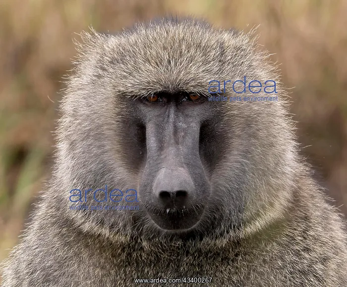 : Portrait of the savannah baboon (Papio anubis) from : Portrait of the savannah baboon (Papio anubis) from