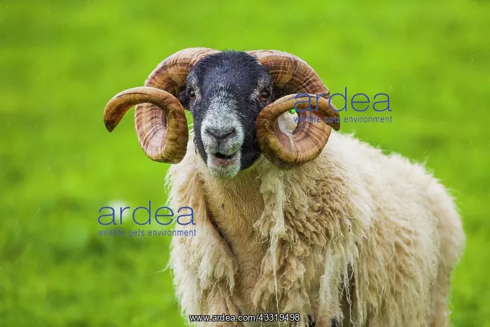 : Portrait of Scottish Blackface sheep ram (Ovis a : Portrait of Scottish Blackface sheep ram (Ovis a