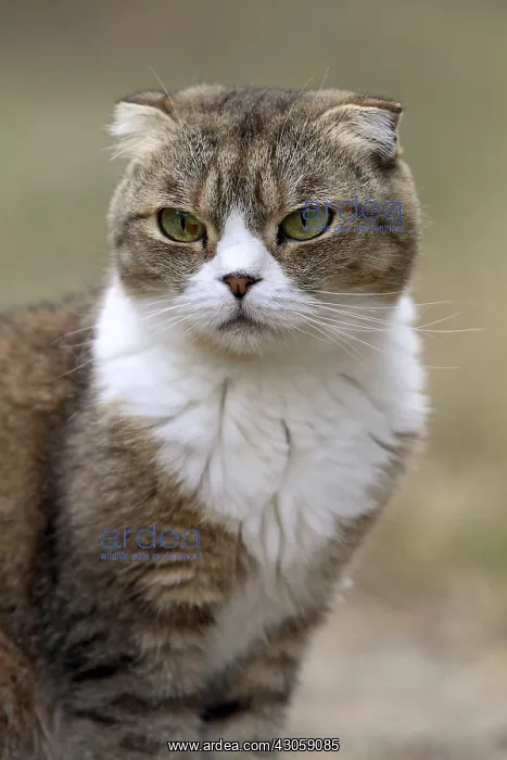 : Portrait of a Scottish Fold in summer in France : Portrait of a Scottish Fold in summer in France