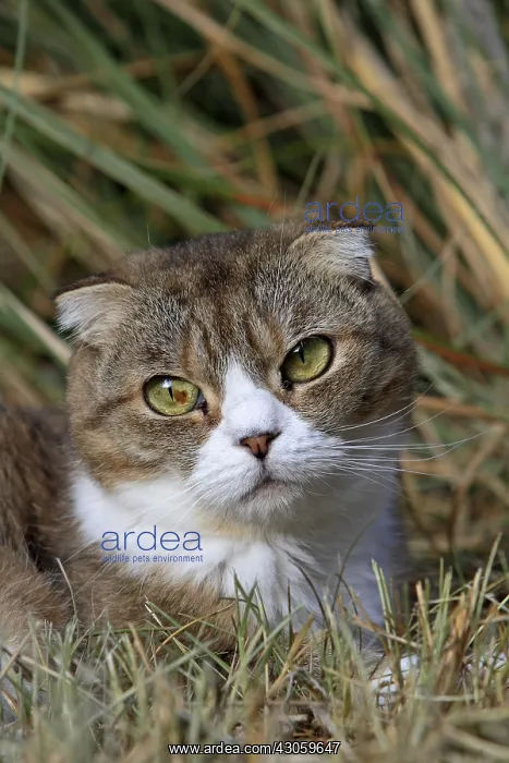 : Portrait of a Scottish Fold in summer in France : Portrait of a Scottish Fold in summer in France