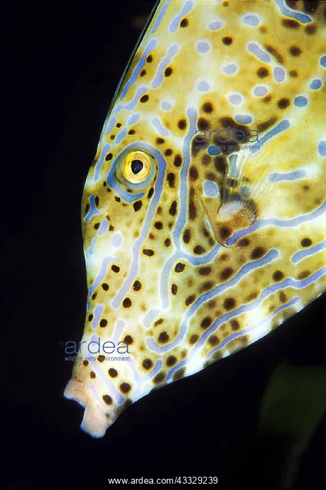 : Portrait of Scrawled filefish (Aluterus scriptus) : Portrait of Scrawled filefish (Aluterus scriptus)