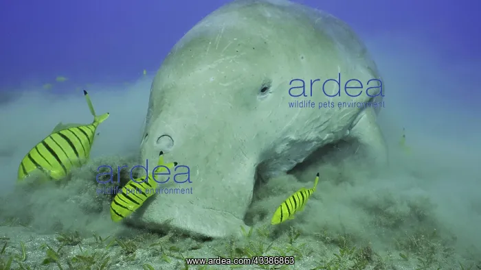 : Portrait of Sea Cow (Dugong dugon) eating algae : Portrait of Sea Cow (Dugong dugon) eating algae