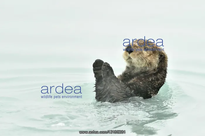 : Portrait of Sea otter ( Enhydra lutris ) at the : Portrait of Sea otter ( Enhydra lutris ) at the
